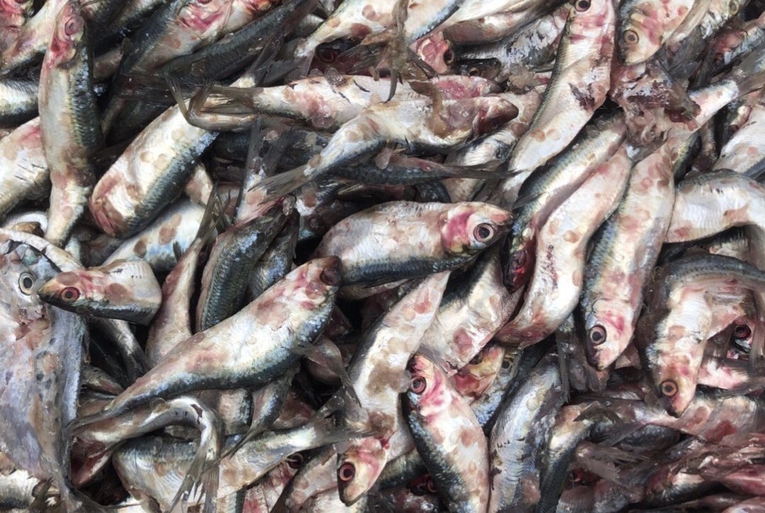 NKFISHMEAL's tweet photo. October 26,2023 https://t.co/x8djff378j