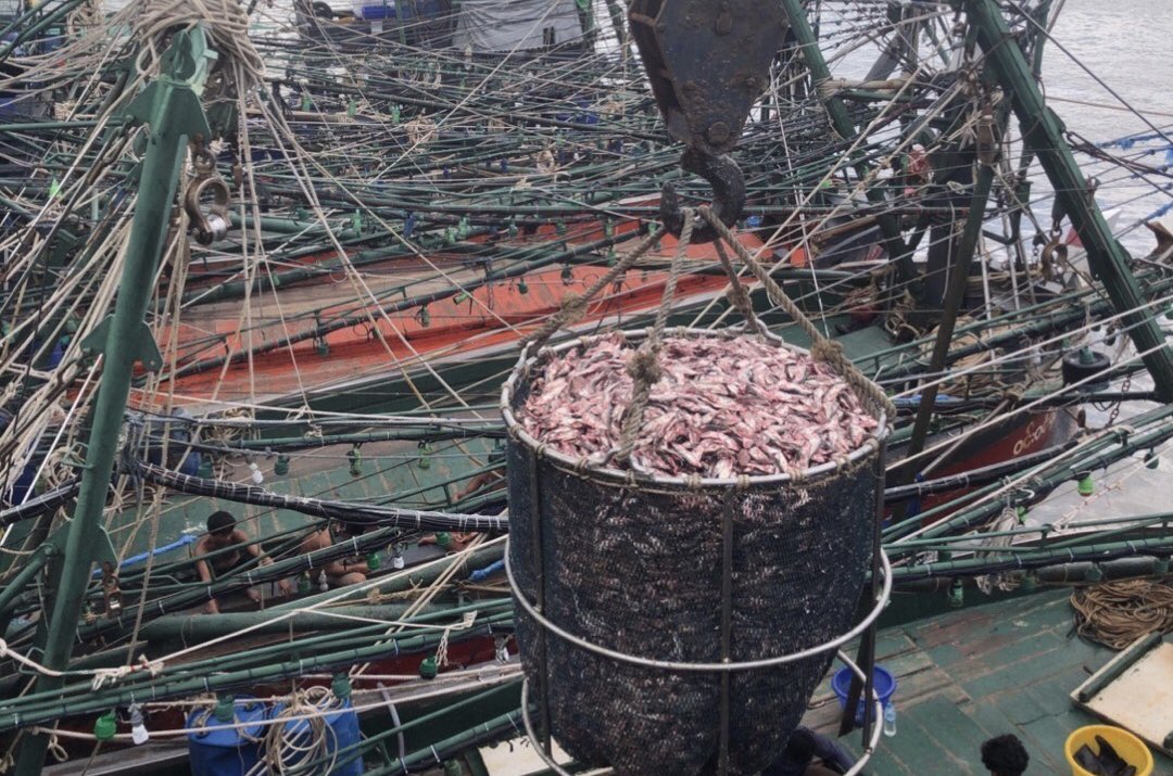 NKFISHMEAL's tweet photo. October 26,2023 https://t.co/x8djff378j