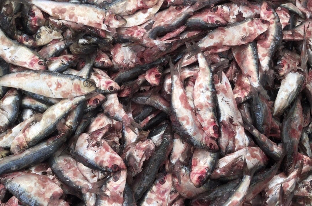 NKFISHMEAL's tweet photo. October 26,2023 https://t.co/x8djff378j