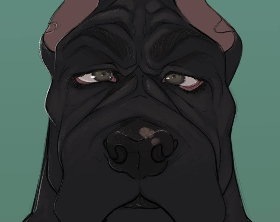 CANE CORSO ADOPT The boy is finally here! It's so hard not to keep him just look at them wrinkles * U * and them EYES SB: 💲75 -💲5 minimum increase -Auction ends 10/30 @ 10pmEST