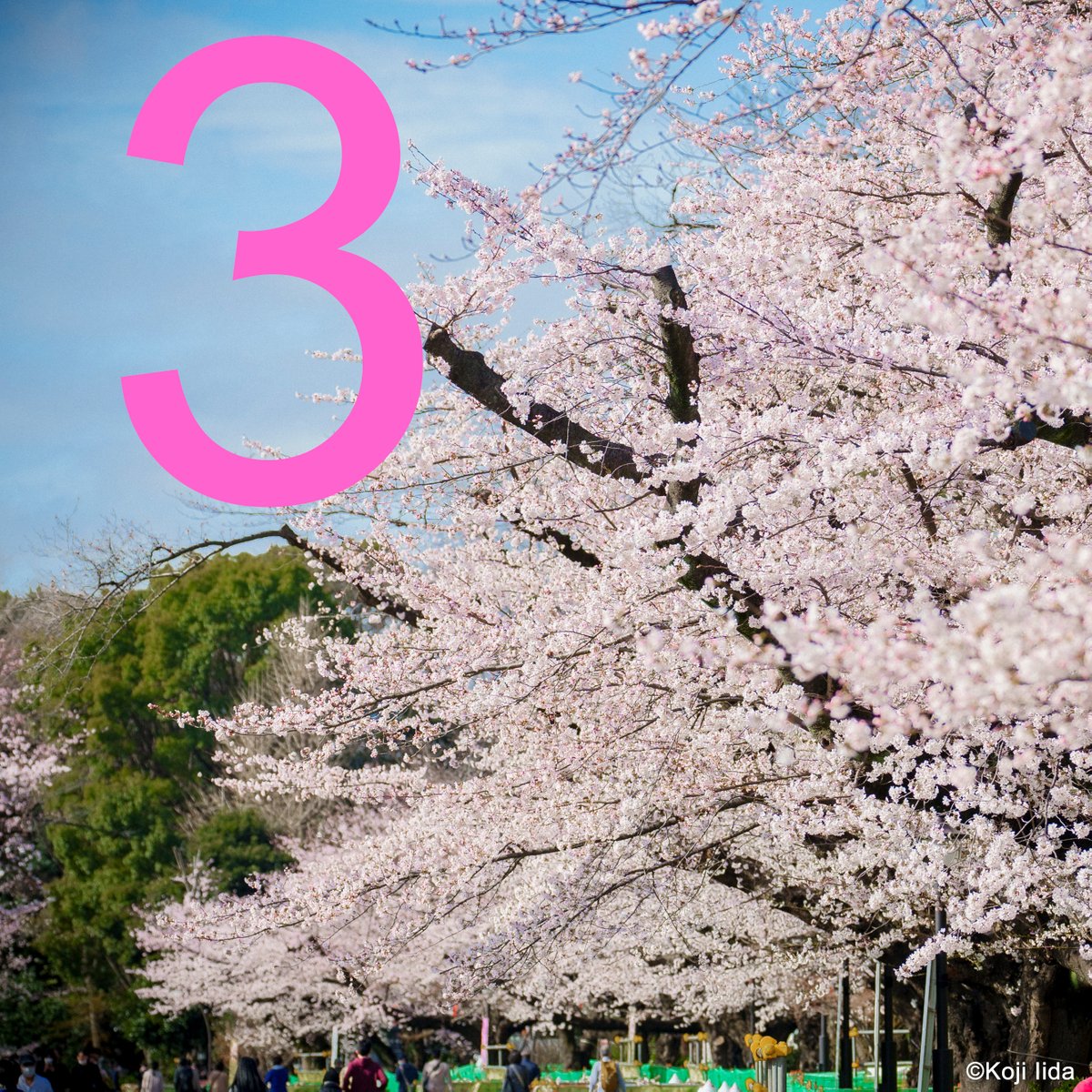 tokyo_harusai's tweet photo. 🌸東京・春・音楽祭2024 発表まで あと3日✨
3 days until the program announcement of "#SpringFestivalinTokyo 2024”
20周年を迎える #東京・春・音楽祭 2024の #ラインナップ発表 まで、あと3日!
10/30(月)に公式サイトをチェック!
https://t.co/gwHUee7mwA
#東京春祭 https://t.co/qhMDmpCE0G
