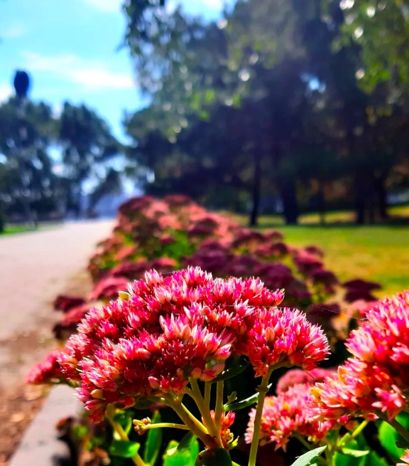 October day🏵🍁
#october #autumn #autumnvibes #autumncolors #autumnmood #autumnvibes🍁 #autumn🍁 #autumnflowers #flowers #nature #naturelovers #naturelover