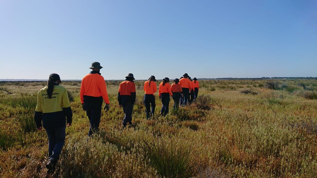 CVA aims to restore the Ramsar wetlands at Lake Conewarre and the Bellarine Peninsula, which are habitats for unique estuarine fauna that adapt to both saltwater and freshwater conditions. Volunteers can join in Oct-Dec. Read more in the Bellarine Times buff.ly/45FG2zq