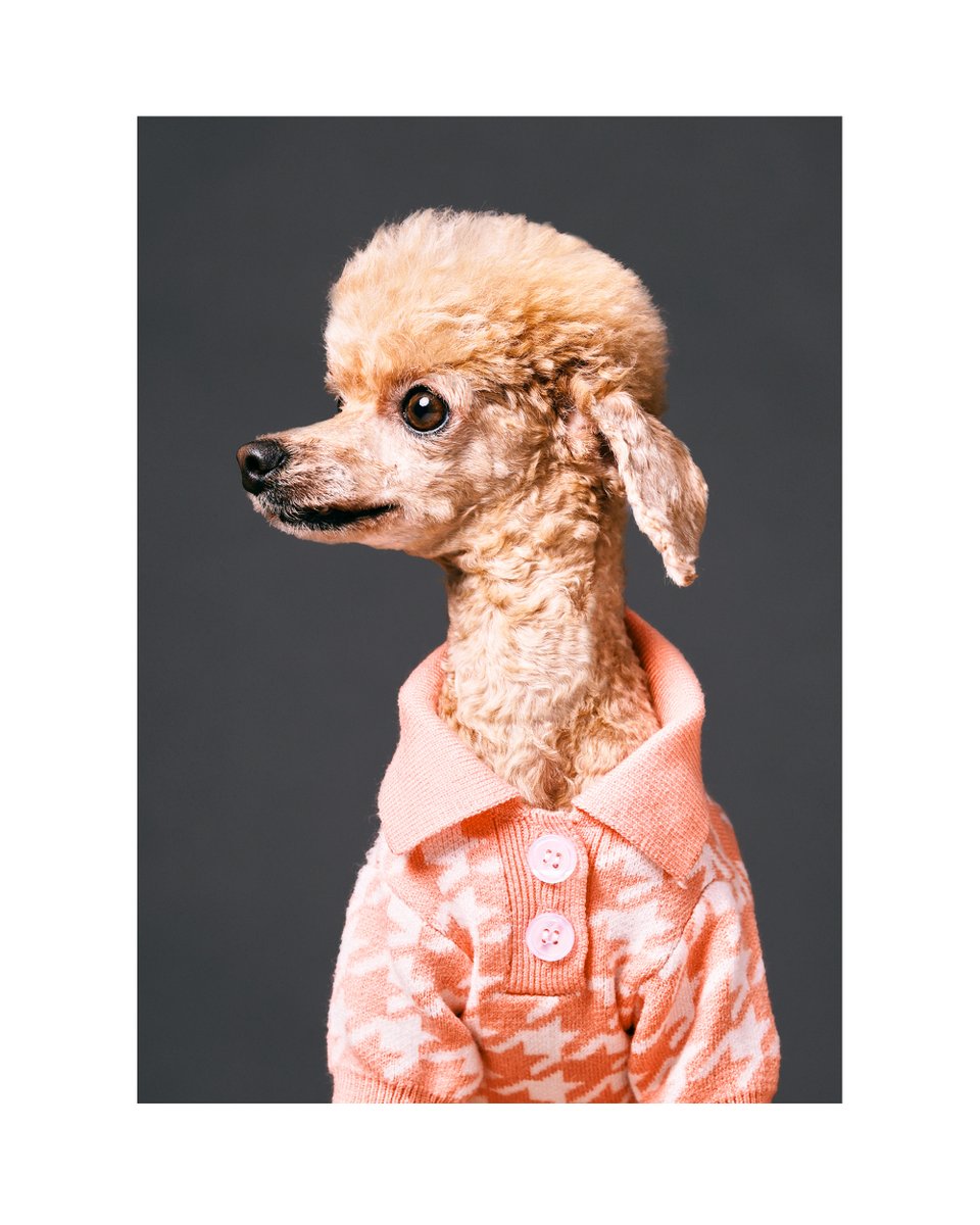 company：Animal Image Tokyo    

STUDIO BENBENで撮影させていただいた写真はホームページギャラリーにて完全無料で掲載させていただきます。 お気軽にご投稿ください♪  

  #撮影スタジオ #自然光スタジオ #撮影会 #広告撮影 #動物撮影 #作品撮り #作品撮り