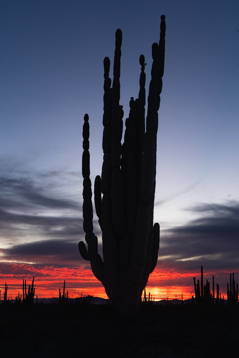 VisitSonora's tweet photo. Desde el desierto de #Sonora, @danielfgallardo nos muestra una bellísima postal. 🌵 ¡Gracias por compartirla!
#VisitSonora #ExperienceSonora #desierto #cardones #cactus #cactaceas #paisaje #desiertodesonora https://t.co/7GOsfgYxWK