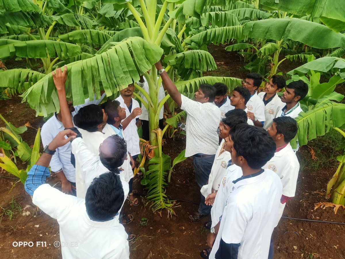 Banana Ai app(Tumaini) technology dissemination and on farm practicing of the app by agriculture students,  Tamil Nadu ,South India ,India
<a href="/MICHAELSELVARA7/">MICHAEL GOMEZ SELVARAJ - Phenomics Lab</a>

<a href="/BiovIntCIAT_eng/">Alliance of Bioversity International and CIAT</a>

<a href="/CGIAR/">CGIAR</a>
<a href="/CGIAR_Data/">CGIAR Digital Transformation</a>
<a href="/IITA_CGIAR/">IITA</a>

<a href="/RTB_CGIAR/">RootsTubersBananas Breeding</a>