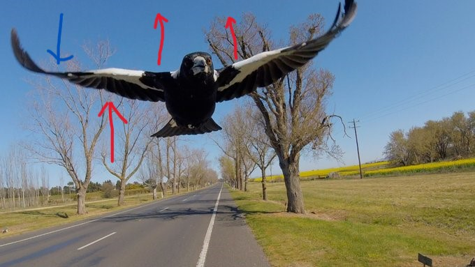 NelPhi4's tweet photo. An excellent image of a magpie with its wings conforming to high lift. It is also likely conforming to a shape that is countering adverse yaw by unloading the outer section of wing. This would allow the bird to fuckoff quickly with a chunk of your scalp. https://t.co/LPNyhpkMWk