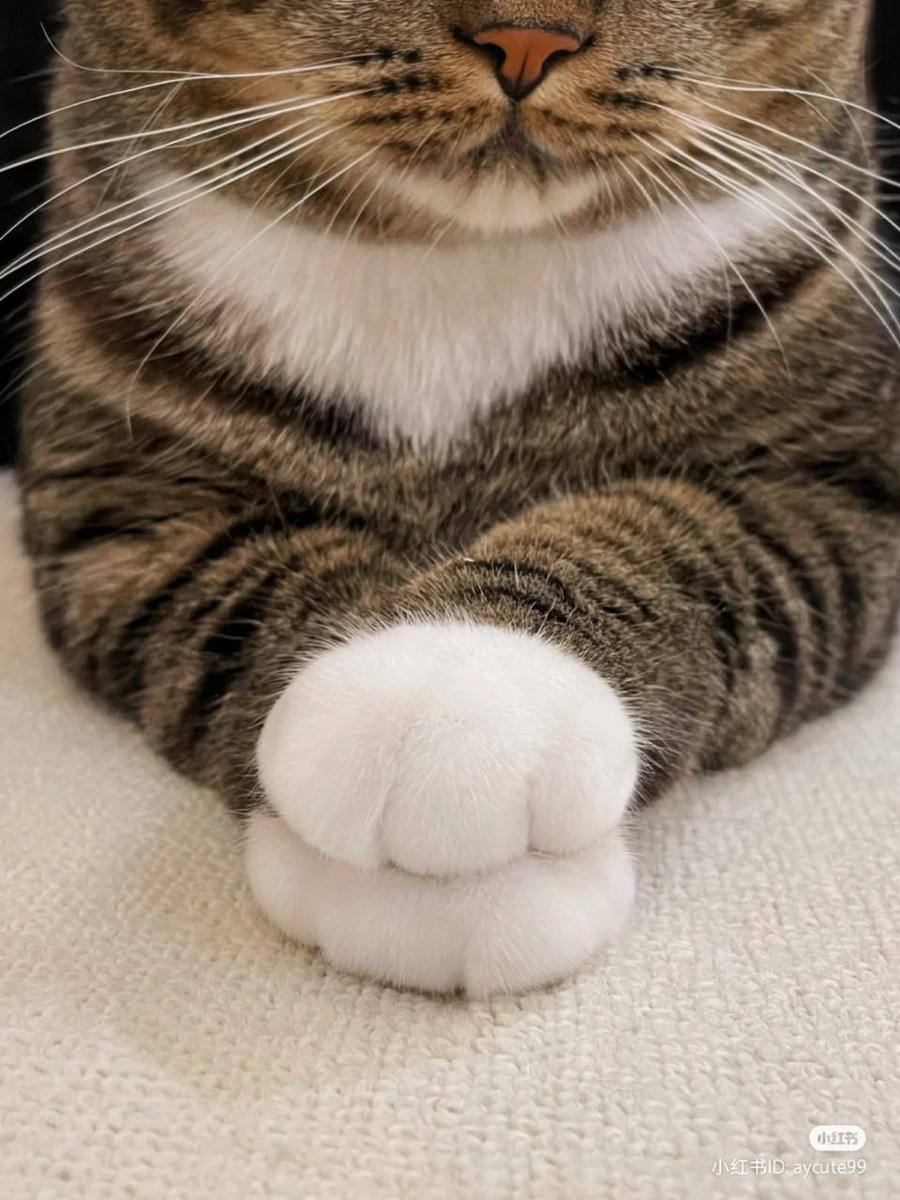 sociocat.xyz tweet media