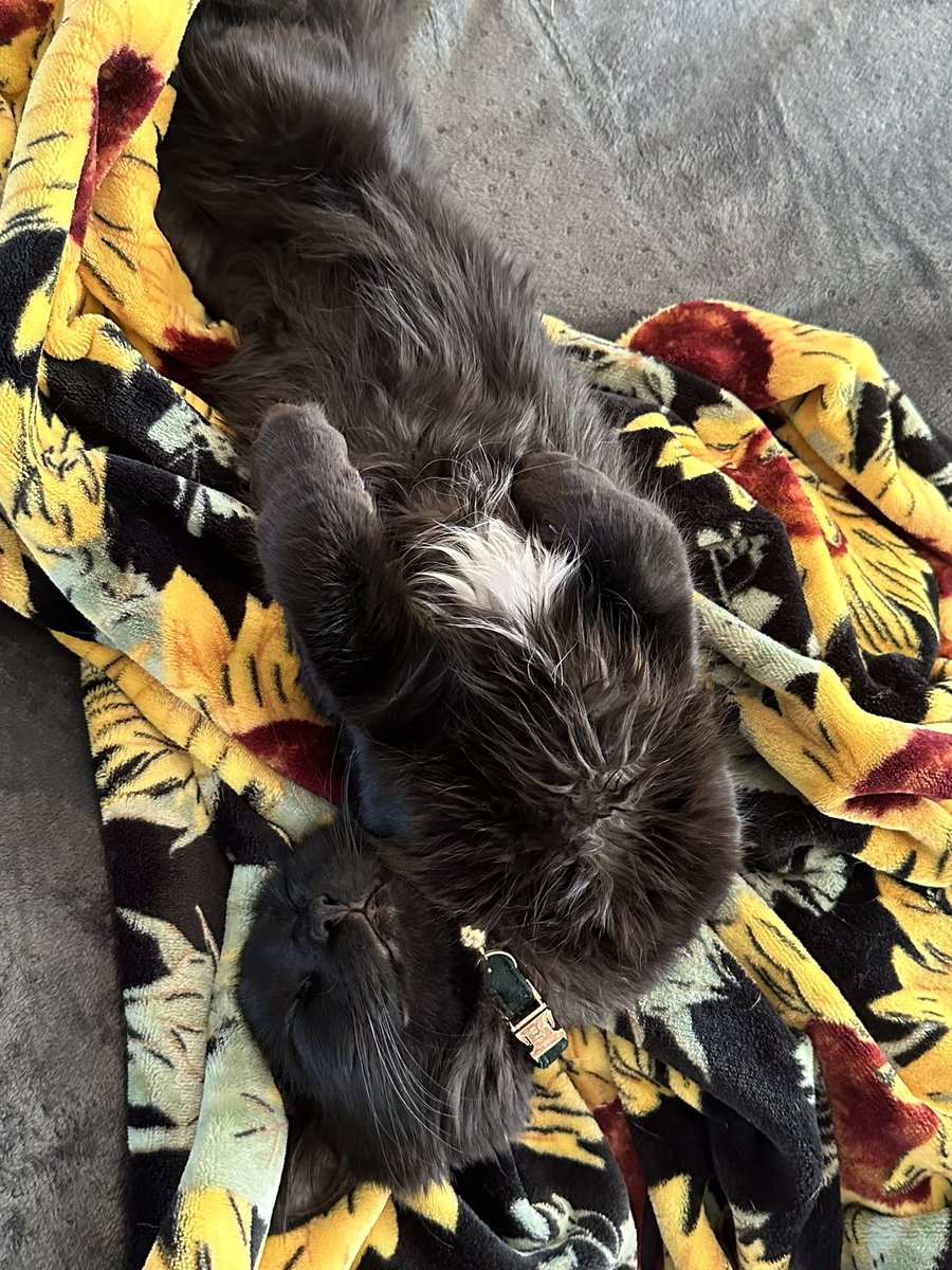 Sweet Edgar napping. #CatsLover #KittensOfTwitter #writerbuddy