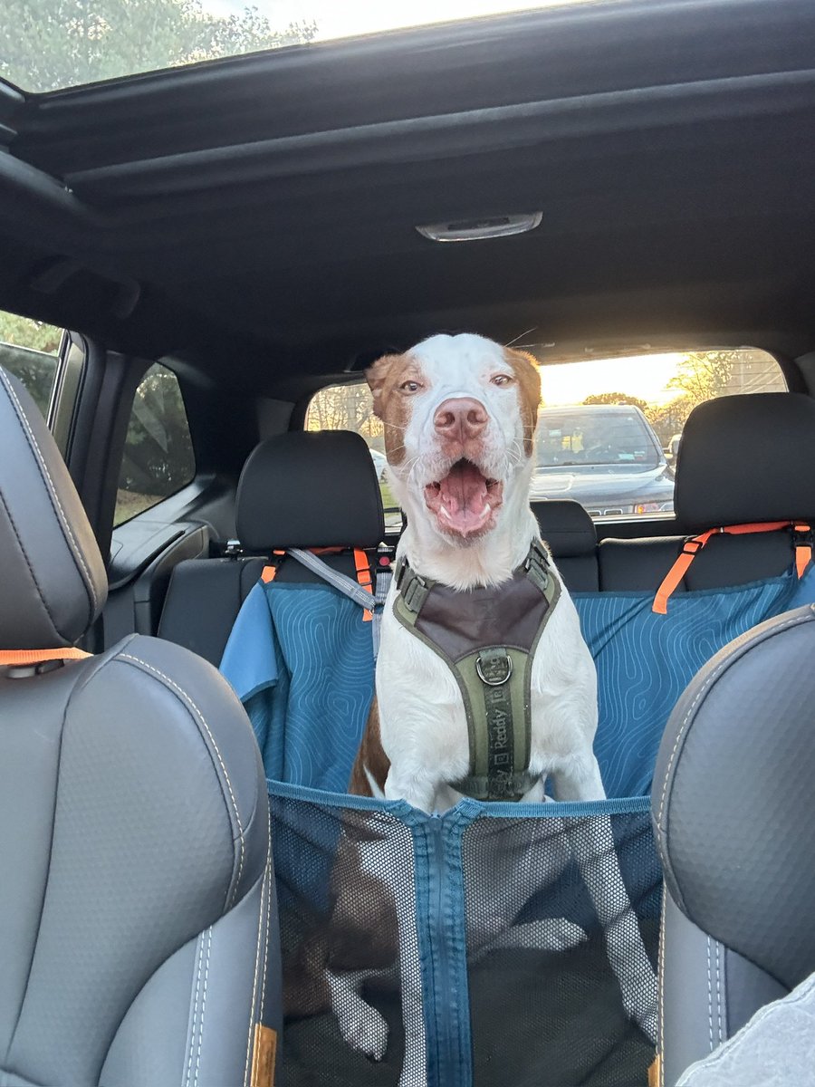 pine cone 🌲 (@_c0ne) on Twitter photo 