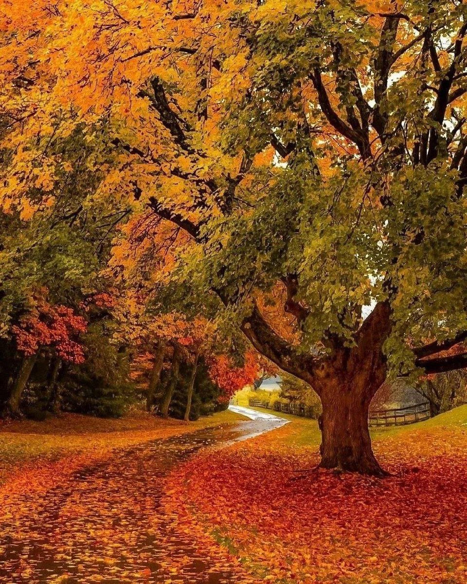 🍁
Good morning, Happy Friday 

#nature #photography