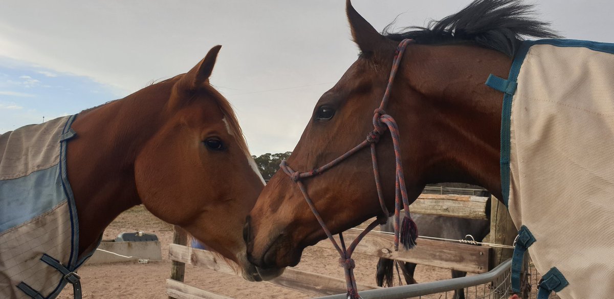 Jessica50159808's tweet photo. So lucky to be trusted with this fella, Wylie Ol Coyote and his re-education. Starting slow with him while we sort out a few things but his future is definitely looking promising! 
He is so sweet, even Bull has made a new friend 🥰
#wylieolcoyote #OTT #racingsa #lovethehorse https://t.co/FNpssuabzC