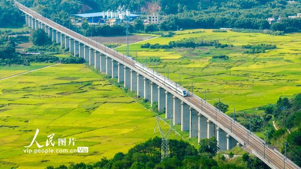 PDChinaLife's tweet photo. In pics: Bullet trains zoom over ripening rice fields in Wuzhou, south China’s Guangxi, October 25, 2023. https://t.co/LcS6wyYDDV