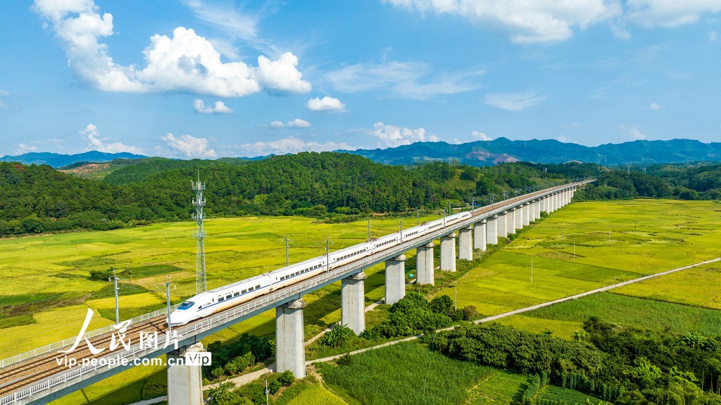 PDChinaLife's tweet photo. In pics: Bullet trains zoom over ripening rice fields in Wuzhou, south China’s Guangxi, October 25, 2023. https://t.co/LcS6wyYDDV