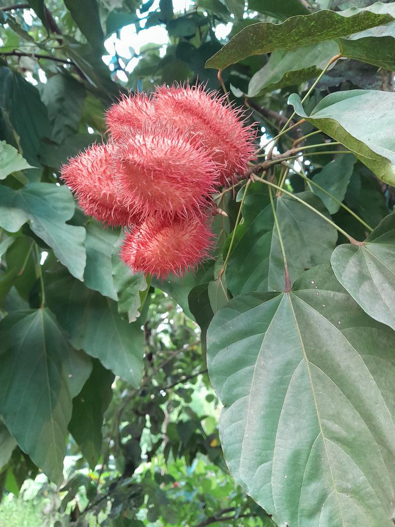 quiz_point's tweet photo. Bixa orellana
#Natural food colour
#Food condiment
#Orlean
#NaturePhotography
#naturelovers https://t.co/p8C4qaEx8p