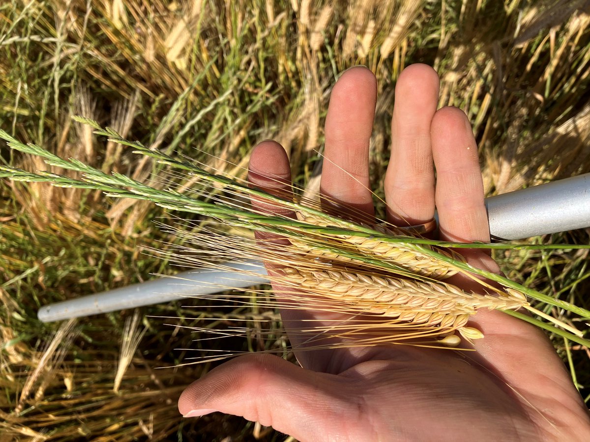 bennylenehan's tweet photo. Not very often we get the chance to crop top in the Harden area. Timing has aligned for this crop of La Trobe Barley in a problem paddock. @deltaagribus @WeedSmartAU https://t.co/tRoGU95Bjq