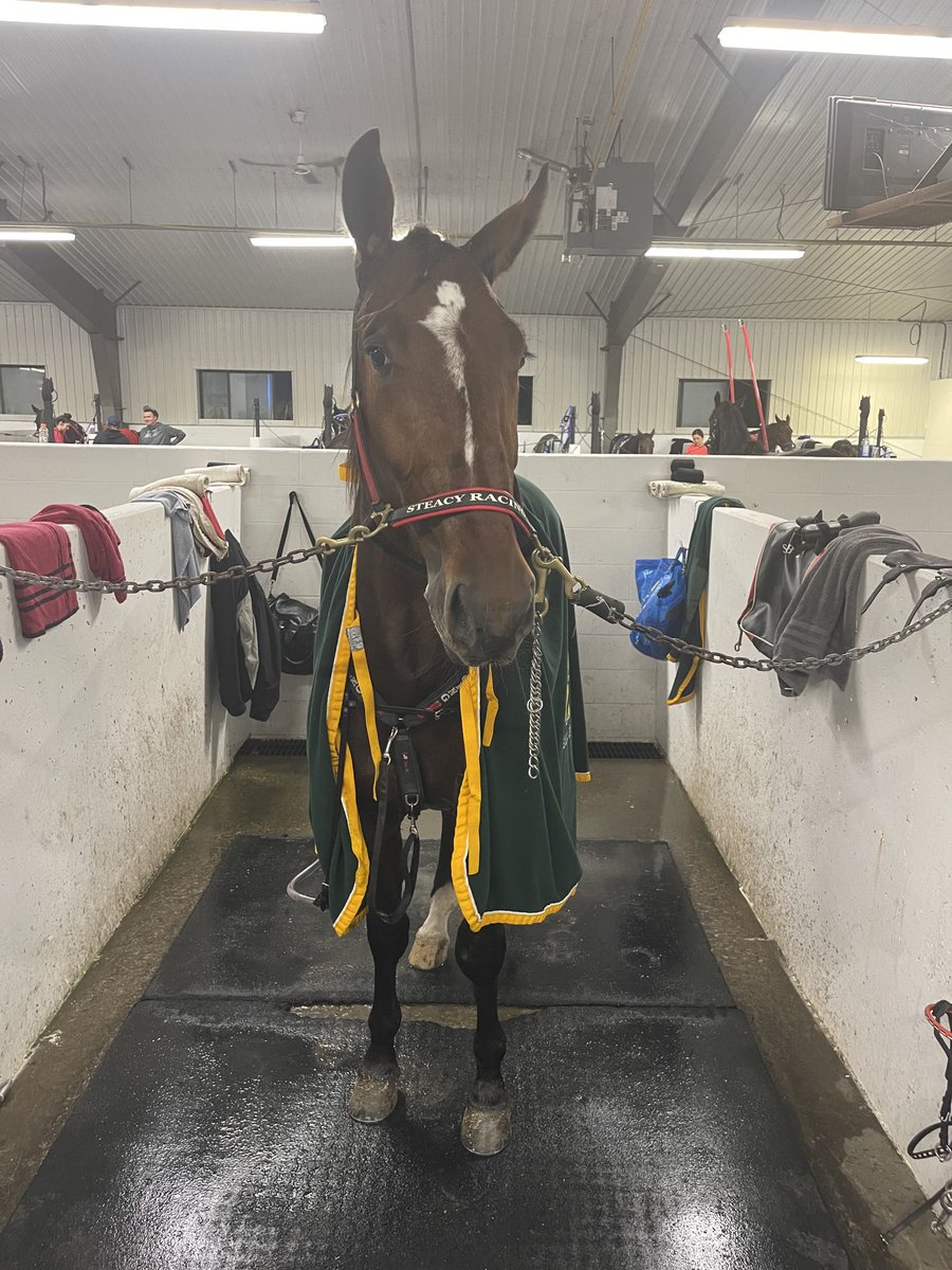 LusiAndAlbert's tweet photo. A first over trip for young Magical Aoine and he came fourth. That’s three career starts and three top-five finishes, including one win. Nice racing Friday! We’re so proud. #homebred  #twoyearold #green #learningthesport #harnessracingpacer #bigbeautifulhorse #herdfamily https://t.co/Bt5le02dZP