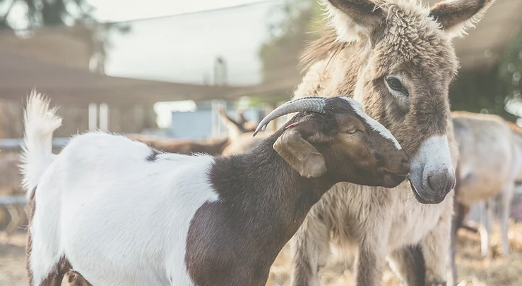 @StartingOver #FarmSanctuary we rescue animals from all over #Israel and #Palestine. Unfortunately, the war has created an even more desperate need to save animals. Please team with us to rescue animals @
startingover.org.il/donationstarti…