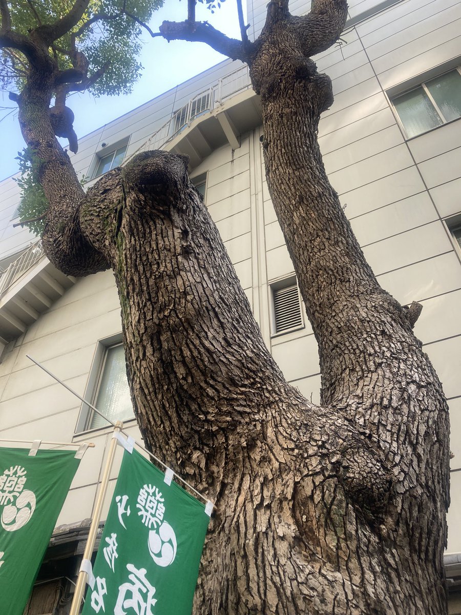 tikegami2's tweet photo. 大阪出張に合わせて先月に続き神農さんを参拝。
タイガースにあやかり強運虎守をいただきました🐯

#少彦名神社
#神農さん
#御朱印 https://t.co/6pfui1Keji