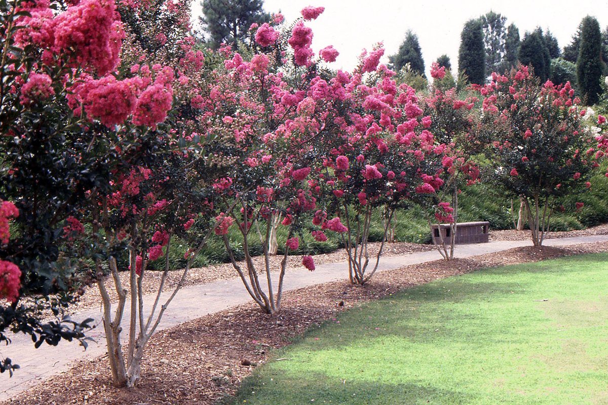 IamTreepathi's tweet photo. #TREEGyan
A series to create awareness about #NativeTrees
Anyone can use this information with #DueCredit.
1. COMMON NAME: #JARUL, #TAMAHN
SCIENTIFIC NAME: Lagerstroemia Indica
OTHER LOCAL NAMES Pride of India, Saoni, Taman | HEIGHT: Upto 10m-20m
LAYER: Shrub, Sub-tree| TYPE: Deciduous, perennial, seed propagated, woody.
FLOWER COLOUR AND FLOWERING : White/Pink, flowers in summer, April-May.
The crape myrtle (also crepe myrtle, crêpe myrtle, or crepeflower) is a species of flowering plant in the genus #Lagerstroemia of the family Lythraceae.
It is native to the Indian Subcontinent and also to Southeast Asia, China, Korea and Japan. It is an often multi-stemmed, deciduous tree with a wide spreading, flat topped, rounded, or even spike shaped open habit. The tree is a popular nesting shrub for #songbirds and wrens.
In the United Kingdom, It has gained the #RoyalHorticultural Society’s Award of Garden Merit.
HABITAT: Naturally it grows mostly is moist habitat, along riverbeds and is a good tree to plant in areas which face water-logging conditions.
DISTRIBUTION: Throughout India, Southeast Asia, invasive in Costa Rica, Virgin Islands.
The species is widely cultivated as ornamental throughout the world, and has become invasive in some countries
PROPAGATION: The seed are chiefly dispersed by the winds, birds and small mammals also play a role in seed dispersal.
MEDICINAL USES: Seeds have narcotic properties. In Manipur, flowers and leaves are used as purgatives. Bark is stimulant and febrifuge (fever removing) Roots are astringent and used as gargle.
ENVIRONMENTAL/BIODIVERSITY BENEFITS: The flowers mainly attract butterflies and other insects, the fruits attract several bird’s species like parakeets, bulbuls, and orioles. Invertebrate food for silkworm.
OTHER USES: Animal fodder, source for gum and resin, Land reclamation, erosion control.
WHERE TO PLANT: The plant is a good fit to plant in low lying areas which face water-logging problems, at the same time it should be avoided in dry areas as it can take up all the water.
Can be grown in areas polluted by heavy metals the plant has been shown to concentrate several of these metals in its tissues, either as a means of removing these metals or as a means of locking them up and helping to restore the fertility of the soil.
PROS AND CONS
1. It also has good soil holding capacity and can be planted on edges of cliffs as well.
2. It has a high potential for use in phytoremediation projects.
3. The dense and wide-spreading root systems which make it useful for planting in erosion control projects.
4. It can absorb large amount of water.
5. It is not drought tolerant.
EMOTIONAL IMPACT
A very pleasant and attractive looking tree, especially in flowering season, looking beautiful with bright green leaves and a crown of pink flowers.
Images Credit: Google (Ask for credit)
#PradeepTreepathi #NativeTrees #FlameofForest #Palash #NativeTree #VedicTrees