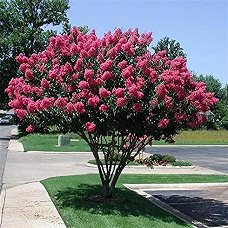 IamTreepathi's tweet photo. #TREEGyan
A series to create awareness about #NativeTrees
Anyone can use this information with #DueCredit.
1. COMMON NAME: #JARUL, #TAMAHN
SCIENTIFIC NAME: Lagerstroemia Indica
OTHER LOCAL NAMES Pride of India, Saoni, Taman | HEIGHT: Upto 10m-20m
LAYER: Shrub, Sub-tree| TYPE: Deciduous, perennial, seed propagated, woody.
FLOWER COLOUR AND FLOWERING : White/Pink, flowers in summer, April-May.
The crape myrtle (also crepe myrtle, crêpe myrtle, or crepeflower) is a species of flowering plant in the genus #Lagerstroemia of the family Lythraceae.
It is native to the Indian Subcontinent and also to Southeast Asia, China, Korea and Japan. It is an often multi-stemmed, deciduous tree with a wide spreading, flat topped, rounded, or even spike shaped open habit. The tree is a popular nesting shrub for #songbirds and wrens.
In the United Kingdom, It has gained the #RoyalHorticultural Society’s Award of Garden Merit.
HABITAT: Naturally it grows mostly is moist habitat, along riverbeds and is a good tree to plant in areas which face water-logging conditions.
DISTRIBUTION: Throughout India, Southeast Asia, invasive in Costa Rica, Virgin Islands.
The species is widely cultivated as ornamental throughout the world, and has become invasive in some countries
PROPAGATION: The seed are chiefly dispersed by the winds, birds and small mammals also play a role in seed dispersal.
MEDICINAL USES: Seeds have narcotic properties. In Manipur, flowers and leaves are used as purgatives. Bark is stimulant and febrifuge (fever removing) Roots are astringent and used as gargle.
ENVIRONMENTAL/BIODIVERSITY BENEFITS: The flowers mainly attract butterflies and other insects, the fruits attract several bird’s species like parakeets, bulbuls, and orioles. Invertebrate food for silkworm.
OTHER USES: Animal fodder, source for gum and resin, Land reclamation, erosion control.
WHERE TO PLANT: The plant is a good fit to plant in low lying areas which face water-logging problems, at the same time it should be avoided in dry areas as it can take up all the water.
Can be grown in areas polluted by heavy metals the plant has been shown to concentrate several of these metals in its tissues, either as a means of removing these metals or as a means of locking them up and helping to restore the fertility of the soil.
PROS AND CONS
1. It also has good soil holding capacity and can be planted on edges of cliffs as well.
2. It has a high potential for use in phytoremediation projects.
3. The dense and wide-spreading root systems which make it useful for planting in erosion control projects.
4. It can absorb large amount of water.
5. It is not drought tolerant.
EMOTIONAL IMPACT
A very pleasant and attractive looking tree, especially in flowering season, looking beautiful with bright green leaves and a crown of pink flowers.
Images Credit: Google (Ask for credit)
#PradeepTreepathi #NativeTrees #FlameofForest #Palash #NativeTree #VedicTrees
