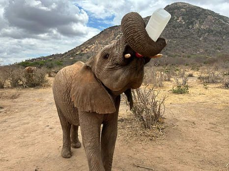 Jdavis_Halton's tweet photo. Best birthday present… my continued association with @SheldrickTrust Here’s my sweet, adopted elephant Larro. #OrphansProject #Elephants https://t.co/Av5ROTJM5t