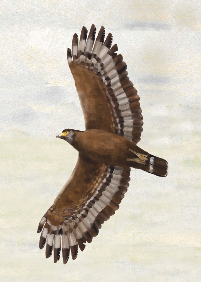 Nicobar Serpent Eagle

Part of the WWF brochure on Eagles of India illustrated and designed by me.

#raptors #conservation #species #wwfindia #wwf #wildlifeweek #BirdIllustration #eagles #eaglesofindia #raptober #perched #serpenteagle #savenicobar
