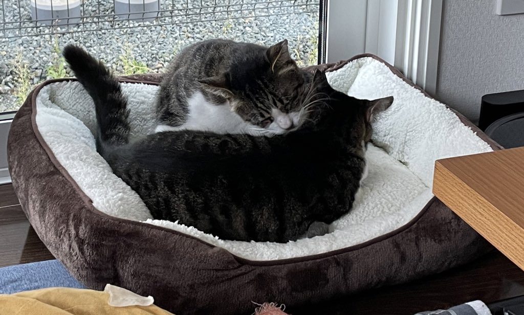 ザインとニヒトをもりねこさんに預けて新婚旅行です。
ザイン、ニヒト行ってきますーー!!!
もりねこさんの言うこと聞いて仲良く待っててね...!!!
 #もりねこ
 #もりねこ卒業
 #ザインとニヒト