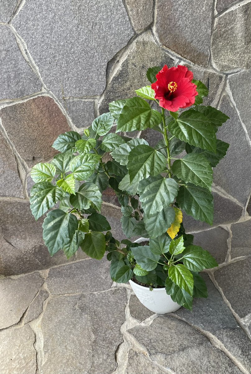 kodomo555's tweet photo. Hibisco 🌺 
Última flor do ano
#ハイビスカス https://t.co/NAuHfOQApU