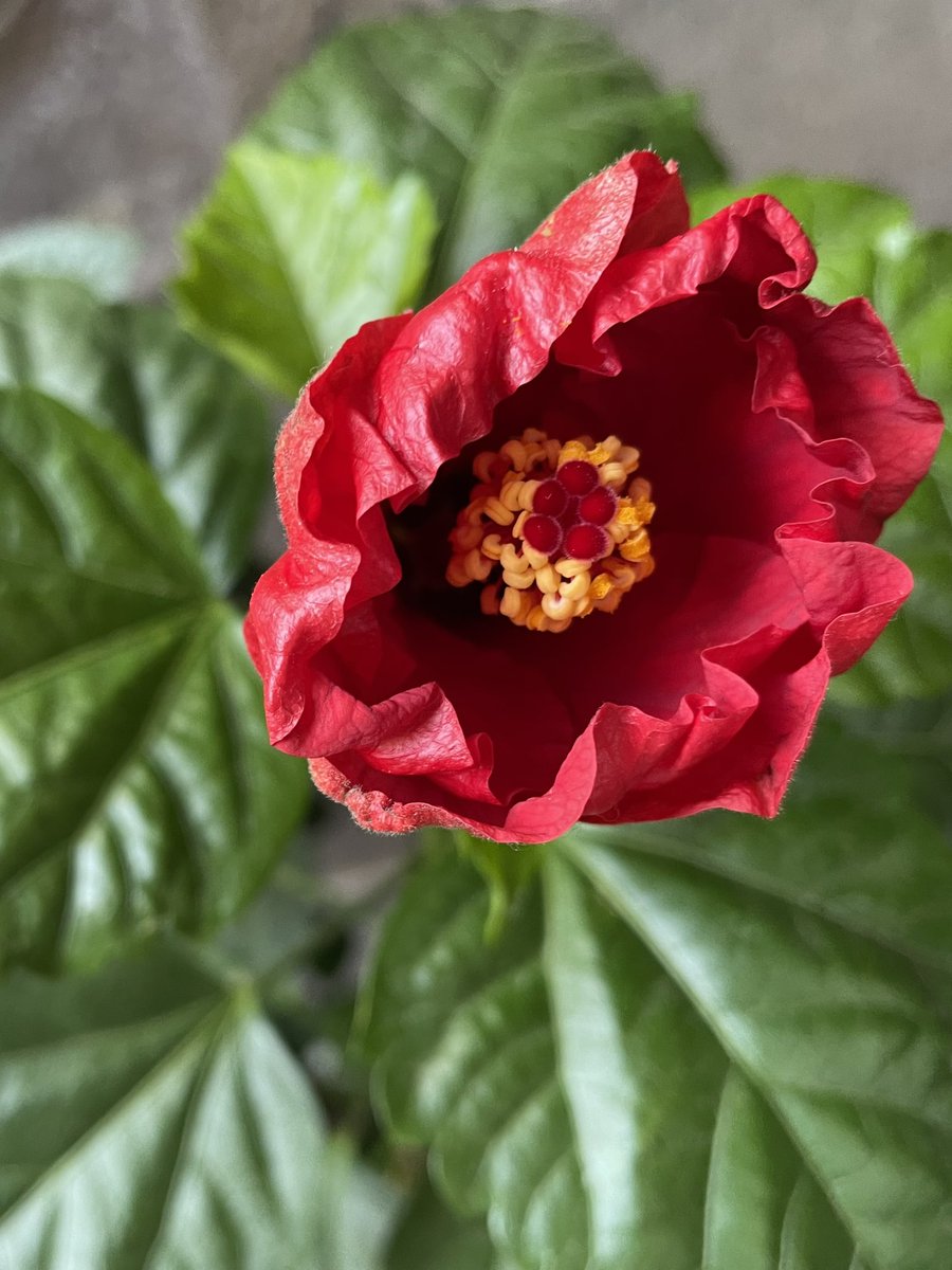 kodomo555's tweet photo. Hibisco 🌺 
Última flor do ano
#ハイビスカス https://t.co/NAuHfOQApU