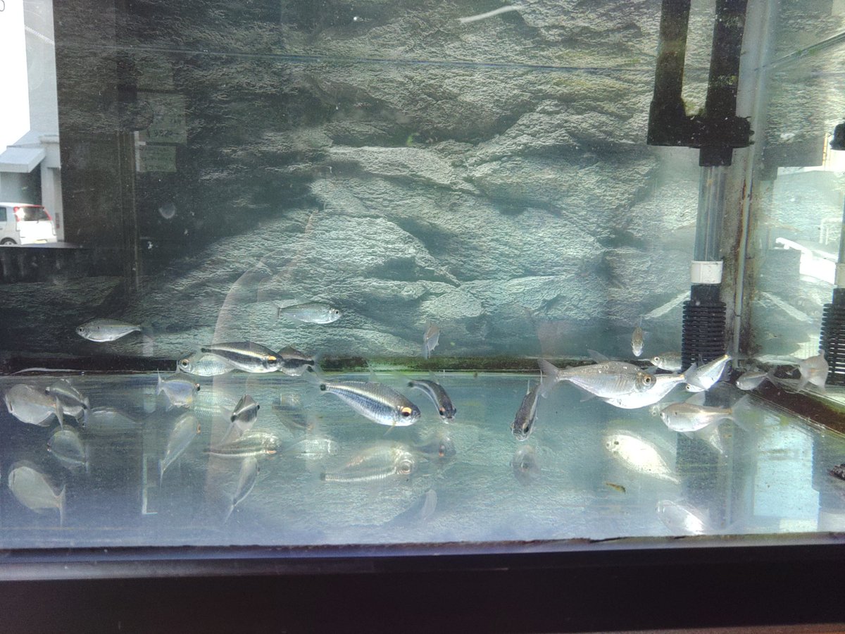 andGreen617's tweet photo. 水槽各種販売しております！
生体に関しましても、表示価格から半額での販売になります✨ https://t.co/kFEnnmlkfV