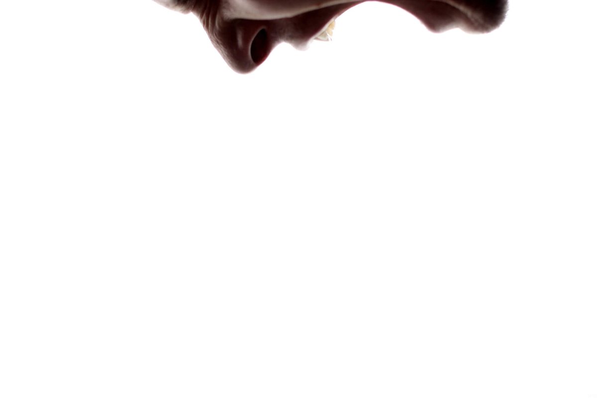 David B. Clear (cartoonist/writer) 💩 tweet media