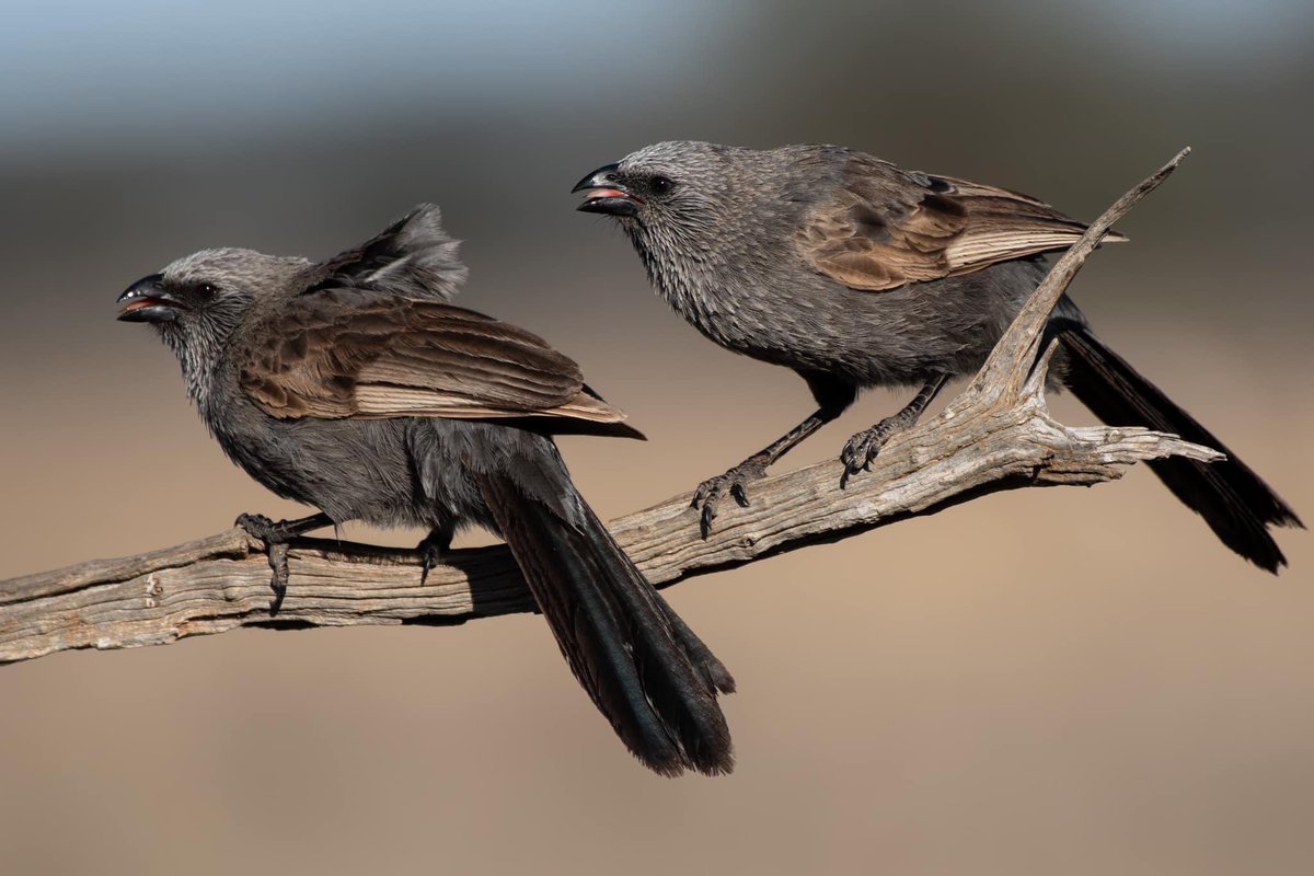 SigdenC's tweet photo. Apostlebirds sticking out their tongues #WildOz https://t.co/UPAnZiUxCu