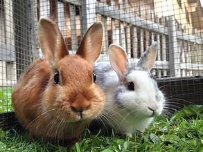AydinWarrenn255's tweet photo. Love the Rabbit <3 #MCSOOBIN #Mariah https://t.co/t7LsA614Dg