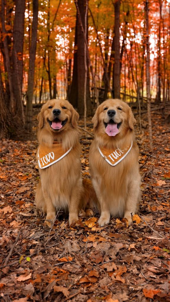 What would it take for you to fall for us? 💕 #GoldenRetrievers #dogsoftwitter