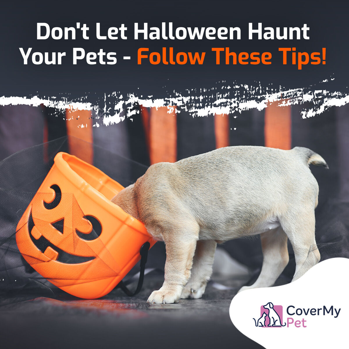 CoverMy_Insure's tweet photo. 🎃🐾 Ways to Keep Your Pets Safe this Halloween 🐾🎃
https://t.co/fRbOlOKL6l

Let's make this Halloween a safe and stress-free one for our furry friends! 🐶🐱🦴🍬 #PetSafety #HalloweenSafety https://t.co/kNEkPKwAw8