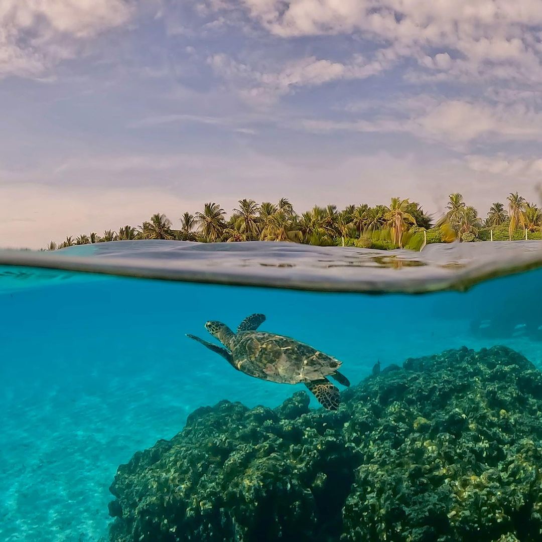 visitmaldives's tweet photo. Make new friends beneath the waves in the Maldives
📷 📍mr.saltvibesmv
 
#WorldsLeadingDestination2022 #VisitMaldives #SunnySideofLife https://t.co/odYfBCKx5P