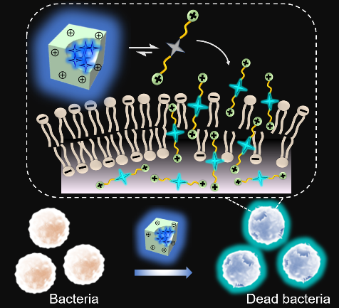 AggregateOA's tweet photo. New Research Article🔬
"Self-reporting #fluorescence deciphers the #antibacterial nature of #cationic amphiphiles: #Monomer or #aggregate?" by Chengcheng Zhou, Weijiang Guan & Ben Zhong Tang et al. @BenZhongTANG1 @cuhksz @wileymicrobio #stability
Check👉https://t.co/qcsRaknTXv https://t.co/pZJBrBw02B