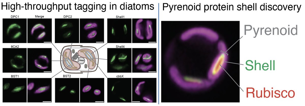 How do diatoms fix ~20% of global CO2? We built a Blueprint of the diatom CO2-fixing pyrenoid using HTP GFP tagging and show that it's encased in a protein shell essential for function! Great work @OnyouNam @james_r_barrett @ItsCarolineMck @YorkBioscience biorxiv.org/content/10.110…