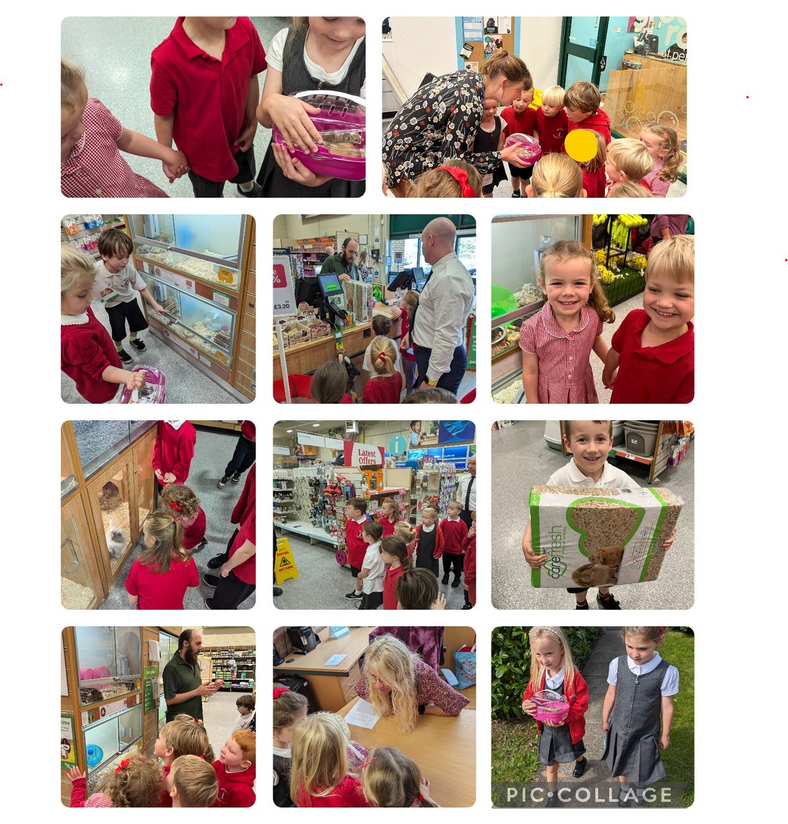 In Year 1 we have been exploring everything with paws claws and whiskers. So it was only right to get our own furry friends. We visited our local pet shop and collected, Vanilla and Ginger (As voted by the children)