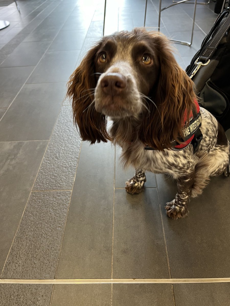 Our team teaching the @FireBsc at @wlv_uni had a visitor this week, Giddy the Fire Investigation Dog and she brought her partner Alex along. An important part of the Fire Investigation Module, a great presentation and demonstration. @WMFSFireDog @WestMidsFire