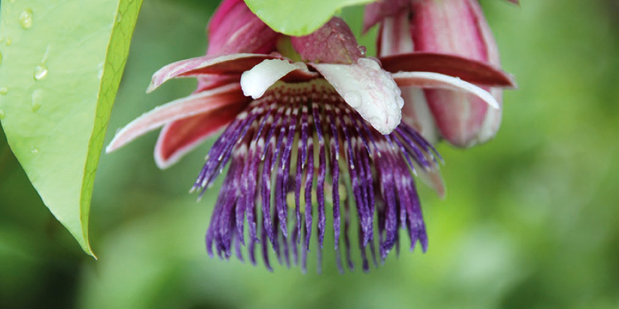 Publi_MNHN's tweet photo. [#Adansonia] Passiflora tinifolia Juss. (Passiflora subgenus Passiflora): resurrection and synonymies

✒️ @romemaxime &amp; Geo COPPENS d’EECKENBRUGGE
🔗 https://t.co/MVpqC6MMtK
#lectotypification #Passiflora #Laurifoliae #botany #iamabotanist https://t.co/kuKieAcWpG