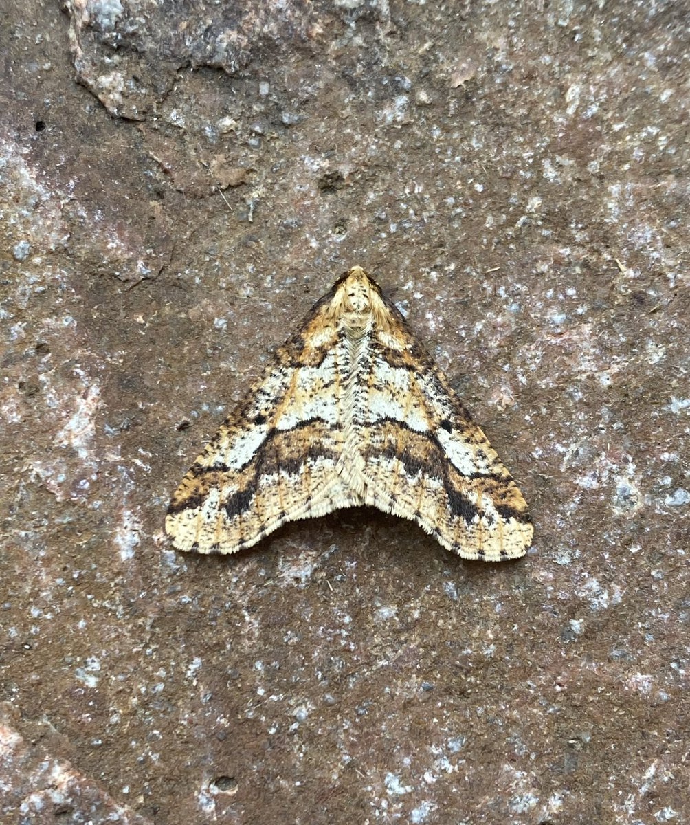 dominicpic's tweet photo. New for year Mottled Umber, Red-green Carpet and Feathered Thorn.. VC72…#mothsmatter #teammoth https://t.co/8V6lB23tmP