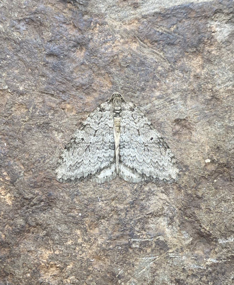 dominicpic's tweet photo. Guessing these are all Epirrita sp @MOTHIDUK not seen one with the arrangement of spots in pic one https://t.co/JW2qBjwjlN