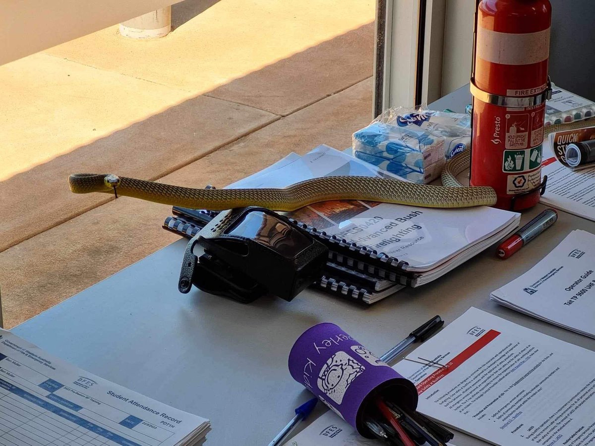 Would you go to work with a Snake? This snake found its way on to training materials for ICV in #Broome