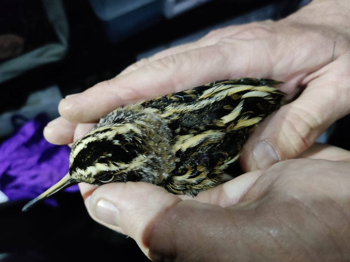 West Midlands Ringing Group tweet media