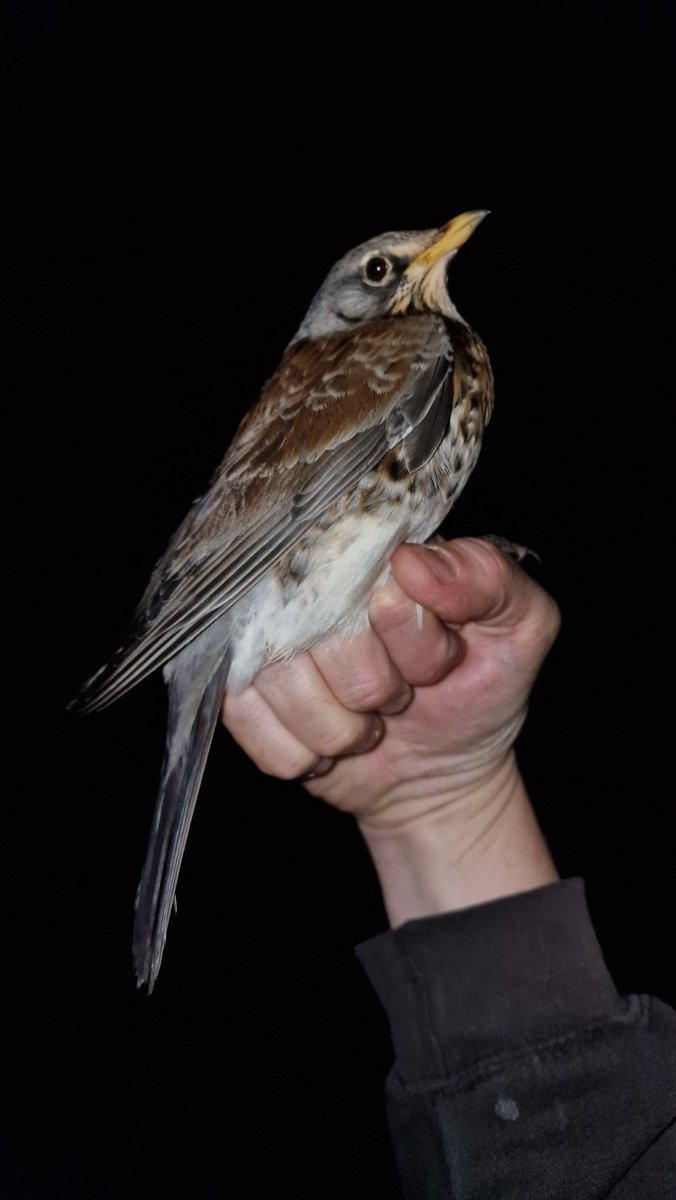 West Midlands Ringing Group tweet media