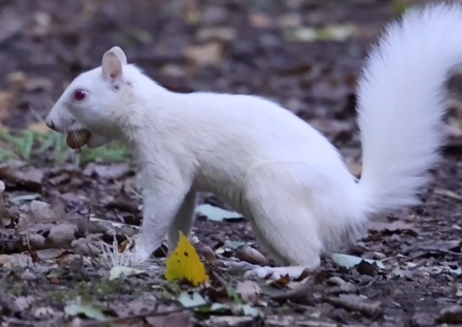 Rare sighting of 'nature's ghost' as albino squirrel spotted in UK woodland
mirror.co.uk/news/uk-news/r…