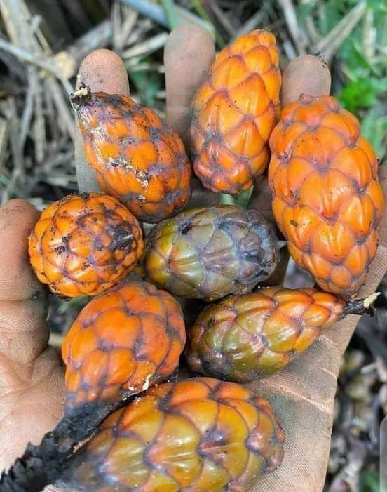 ✨Chacha 🇨🇲 tweet media