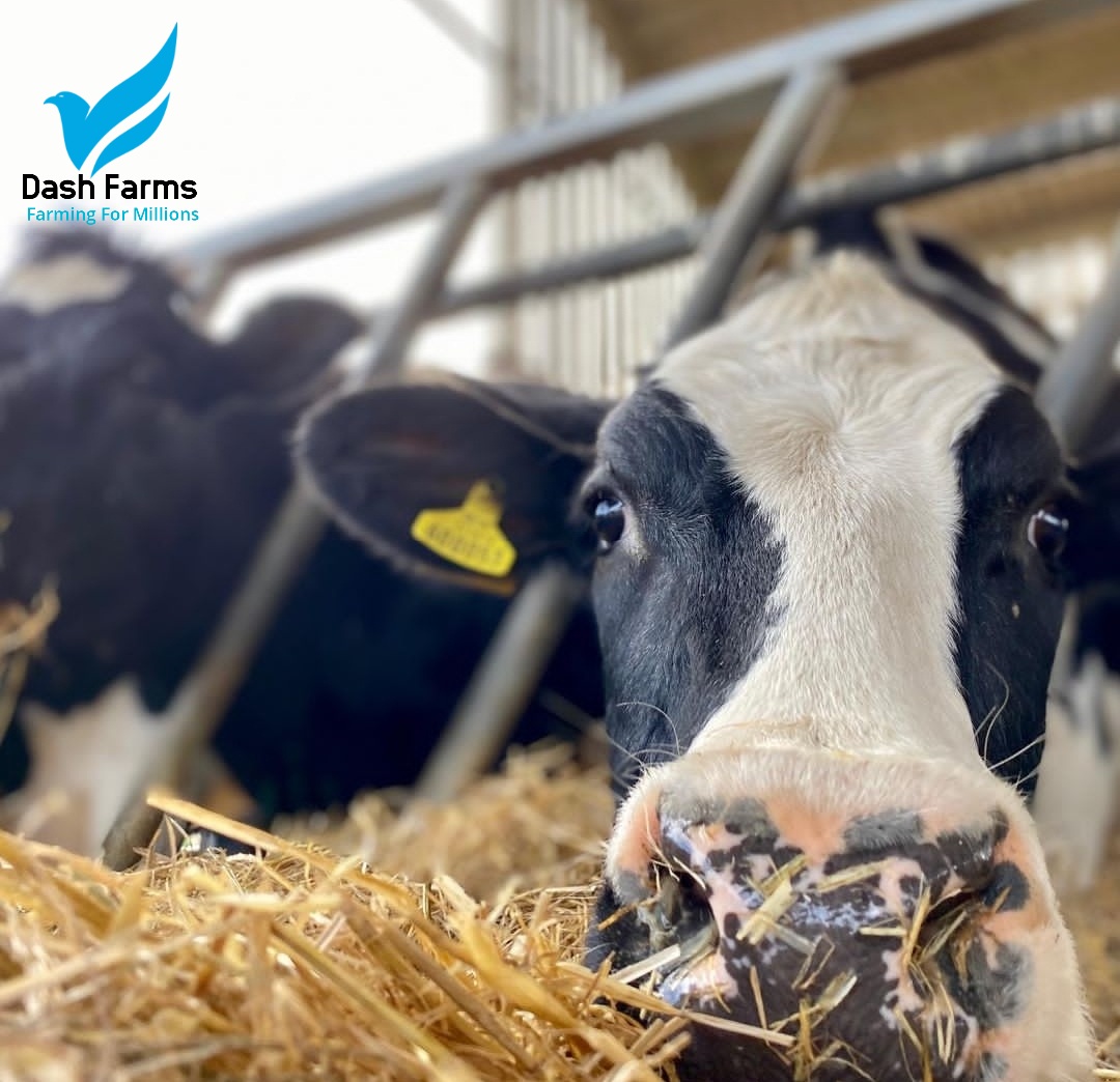DashFarms337's tweet photo. How do you run a profitable dairy Farm?
1. Grow your own fodder
2. Check the quality of your feeds
3. Look for a better market price of your milk
4. Reduce your labour efficiency
5. Have a working plan on how your Dairy Farm will run. 
Now you know with, 
Dash Farms. https://t.co/seiM528uXL